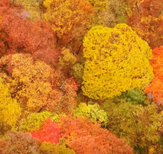 내장산의 단풍이 곱게 펼쳐진 모습- 멋진 그림이 되다