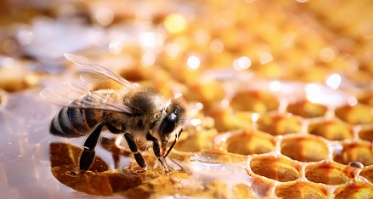 프로폴리스 효능