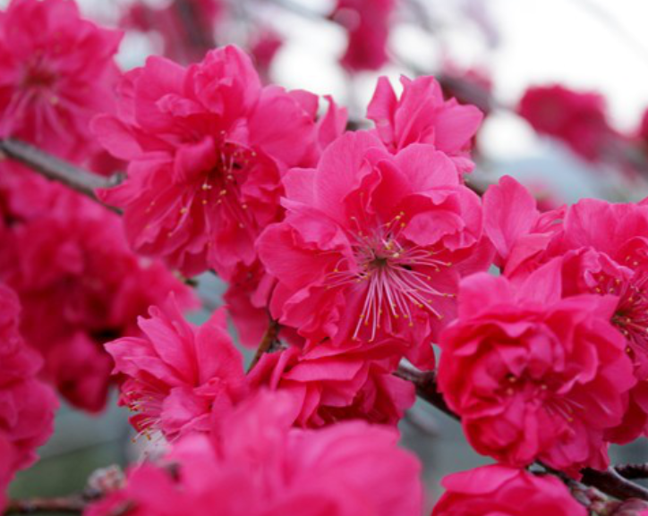 수양홍도화 능수홍도화의 차이 생김세 묘목 열매 