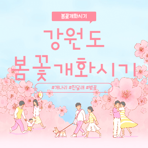 2023 강원도 벚꽃개화시기 진달래 개화시기 개나리개화시기