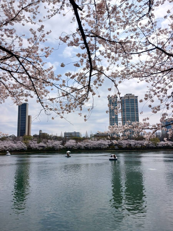 석촌호수에 떠다니는 배들