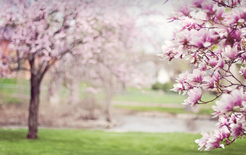 봄 관련 사진
