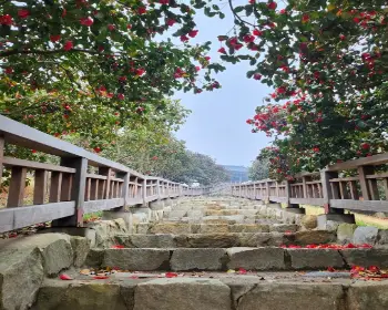 서천 동백꽃 주꾸미 축제_7