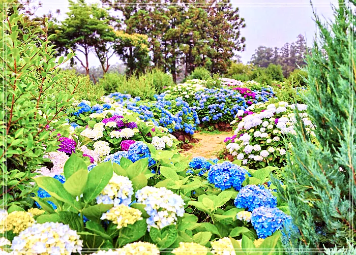 제주, 조천 맛집 7월 수국 축제 명소, 수국정원, 인생사진, 디저트 카페