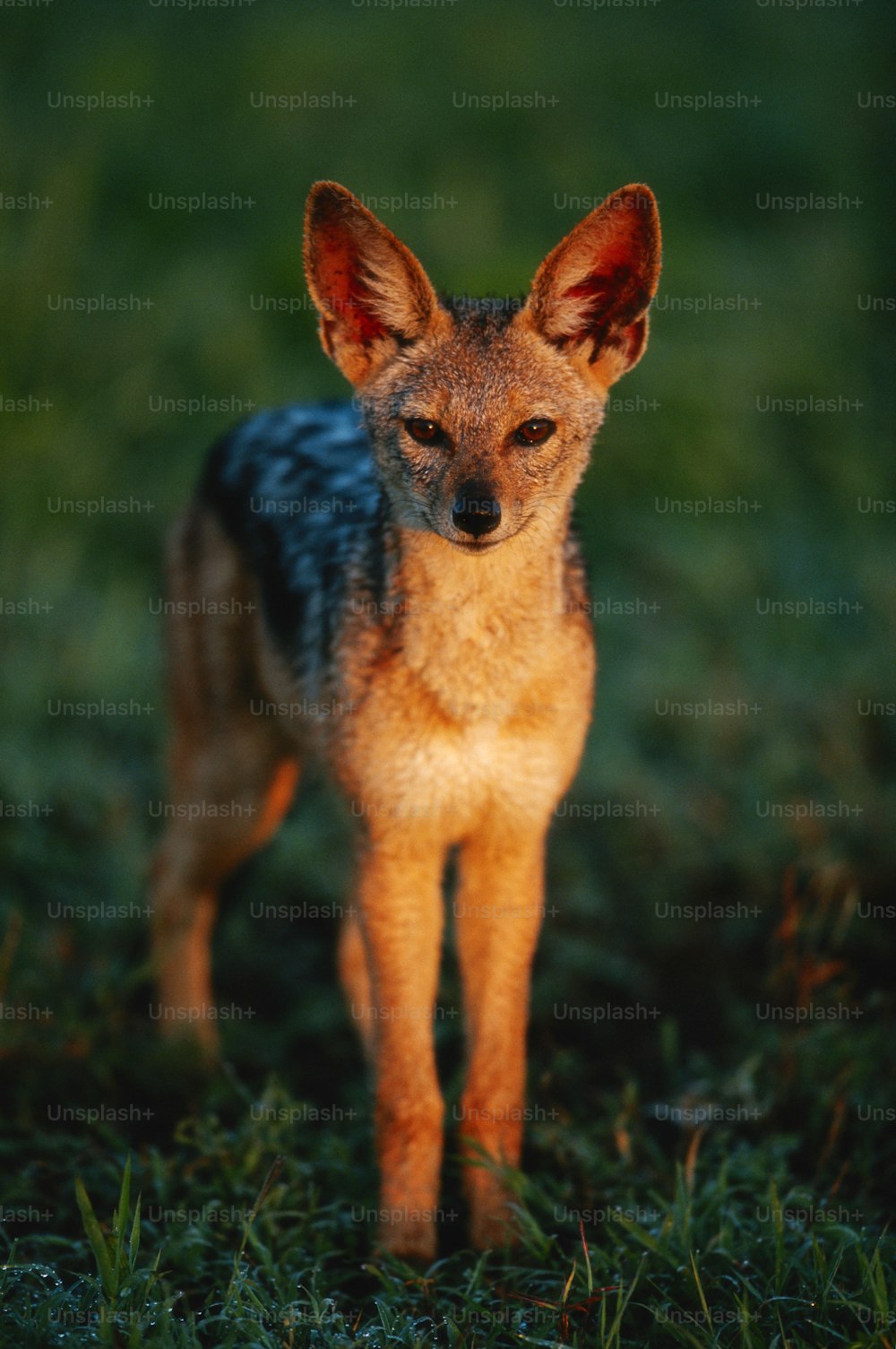 사막여우 관련 이미지