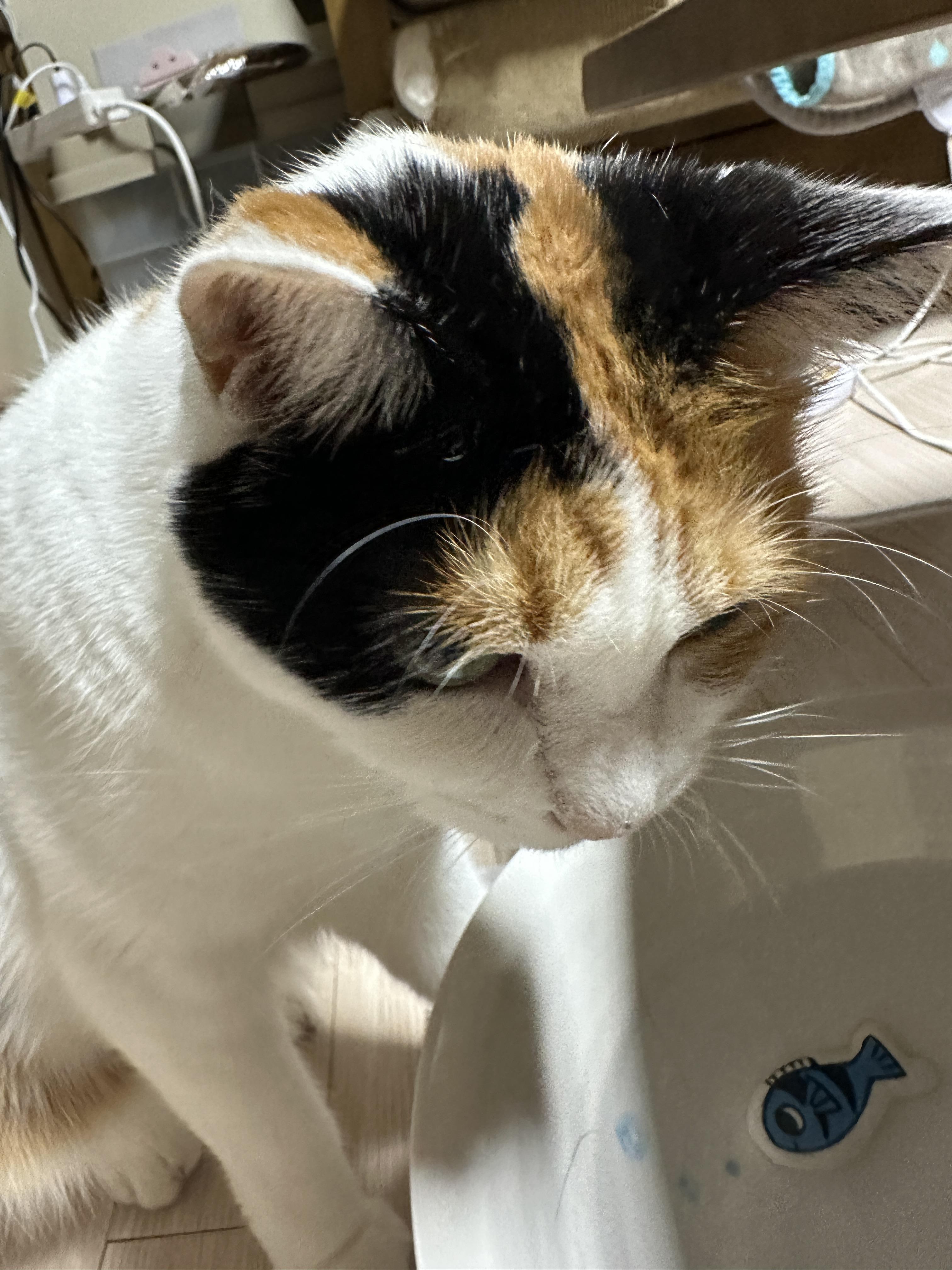 집중하고_있는_고양이_요미