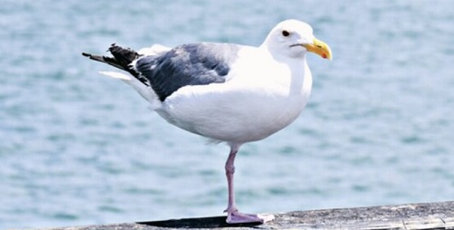 외다리 갈매기 괭이갈매기