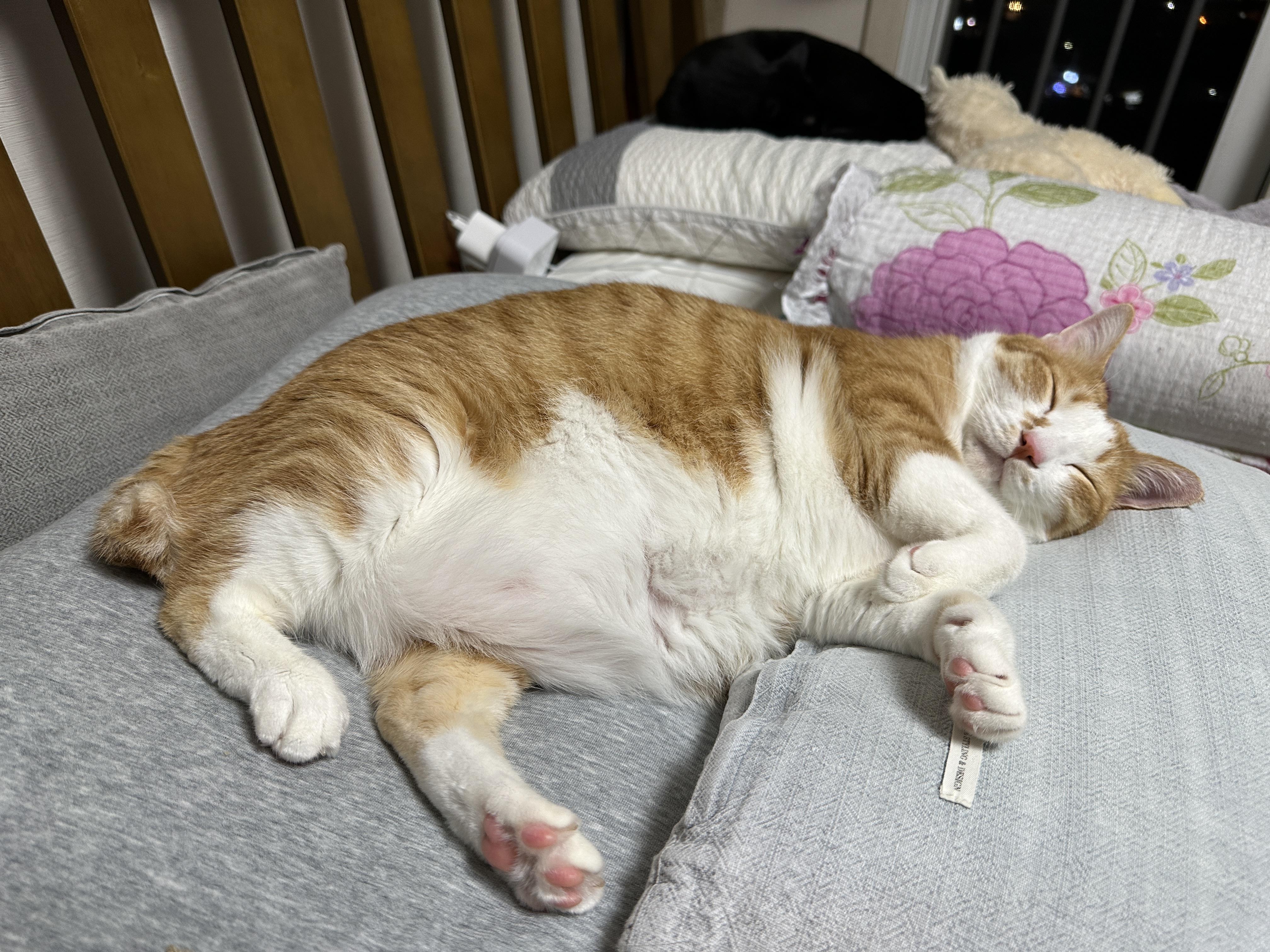 엄마_자리에서_쿠션_베고_자는_치즈냥이