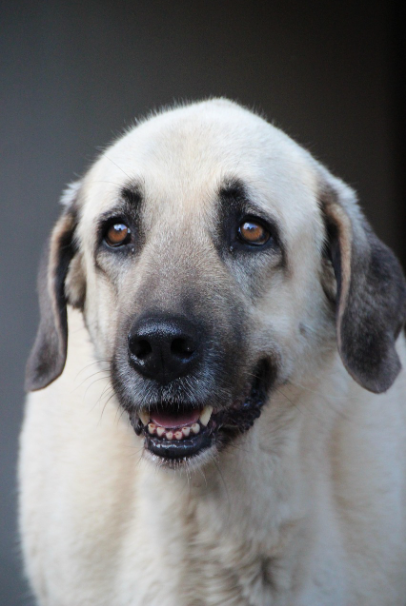 튀르키예 원산의 충성심 강한 경비견 캉갈(아나톨리안 셰퍼드)의 부드러운 인상을 담은 이미지.