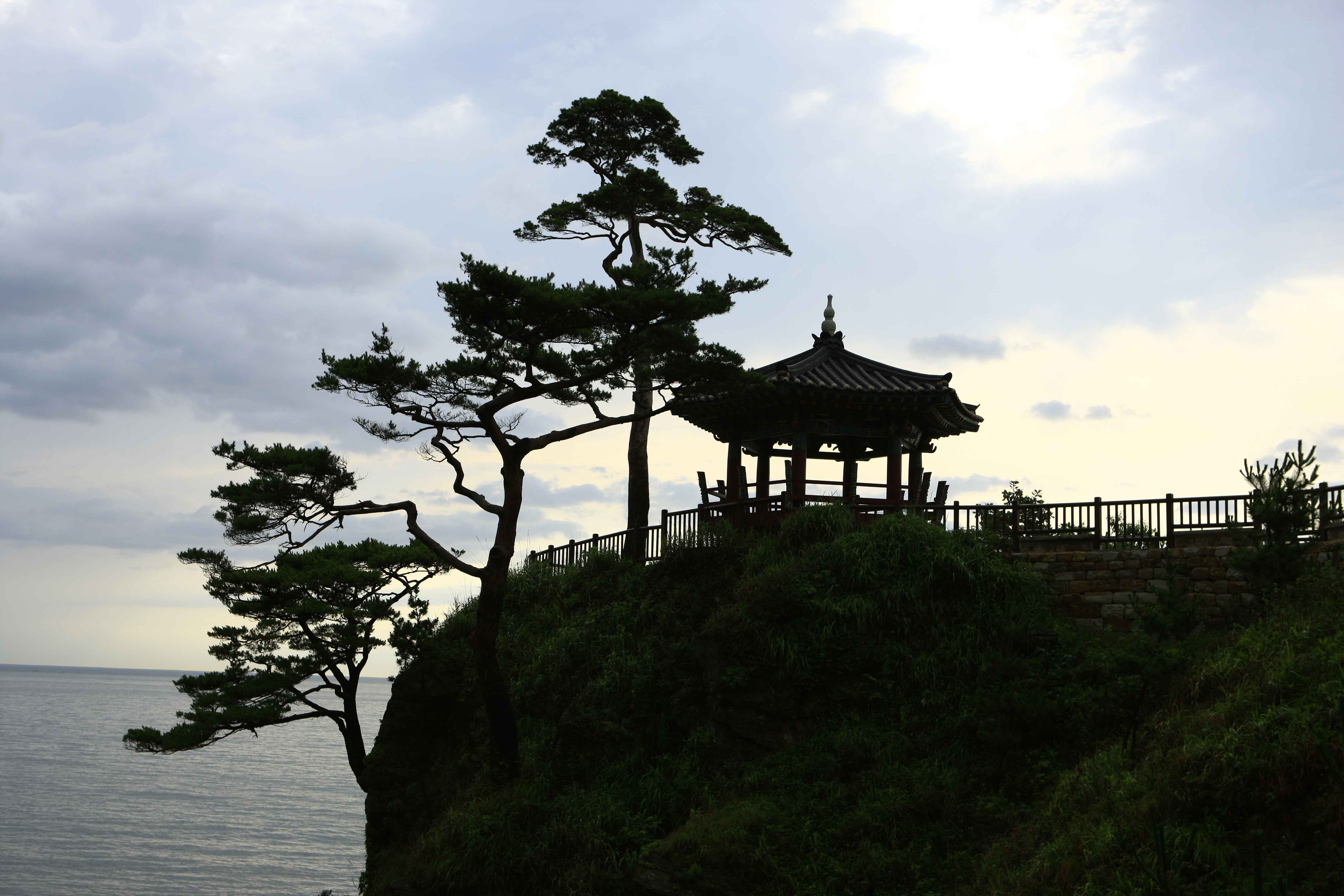 낙산사 암벽위의 나무