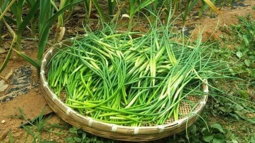 마늘-재배관리-마늘쫑-뽑기