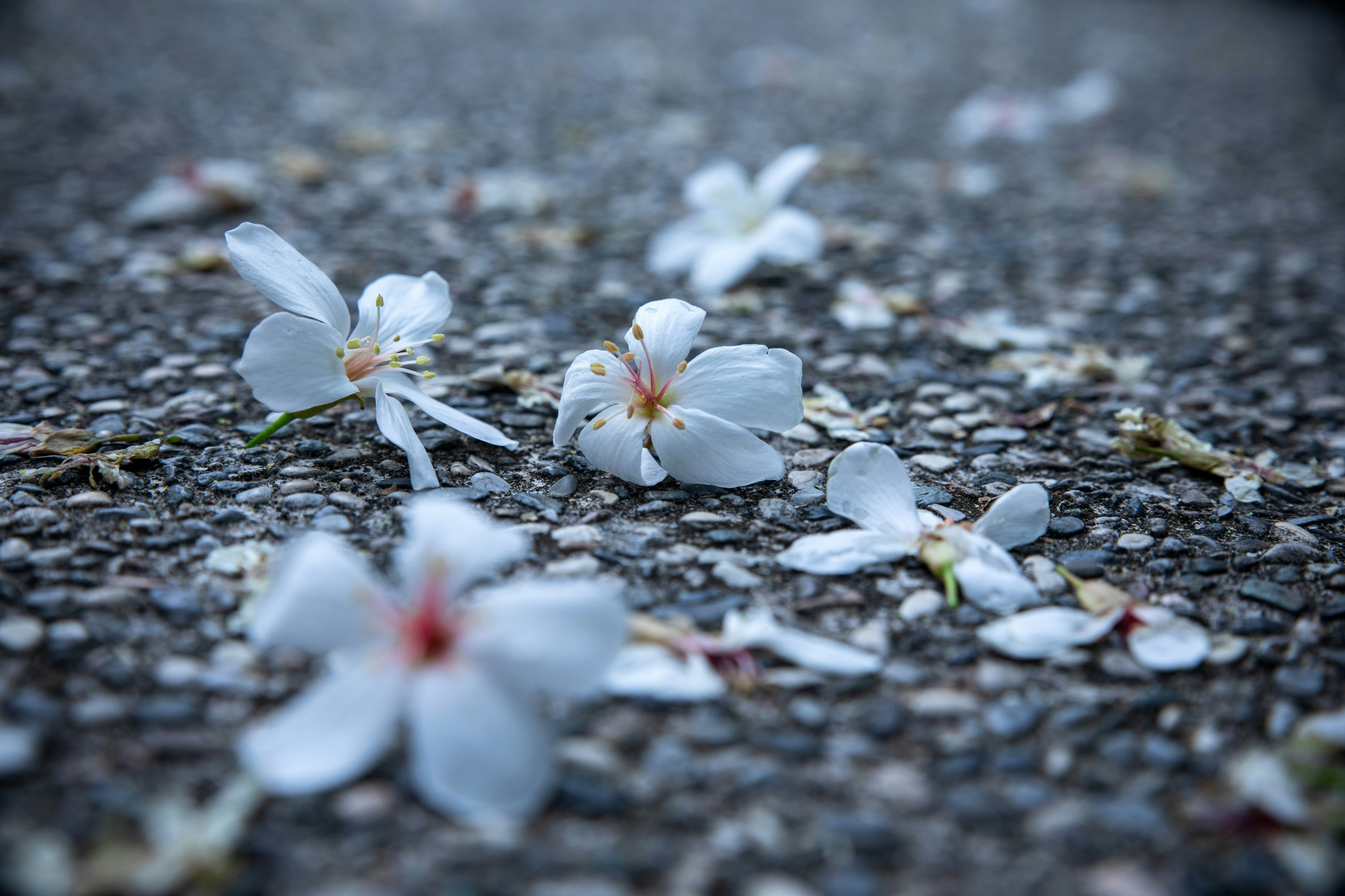 꽃잎이 떨어진 길 관련 사진