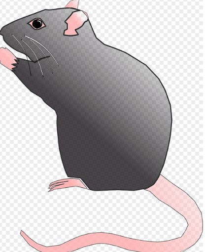 2026년 병오년 쥐띠 신년운세 무료보기