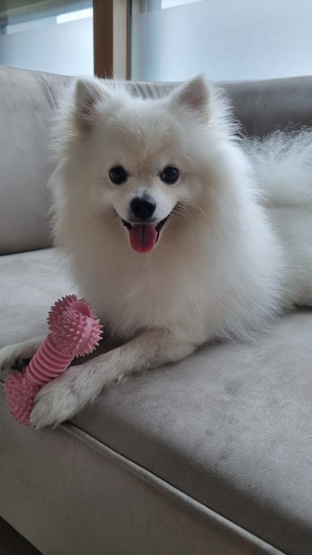 장모종 폼피츠