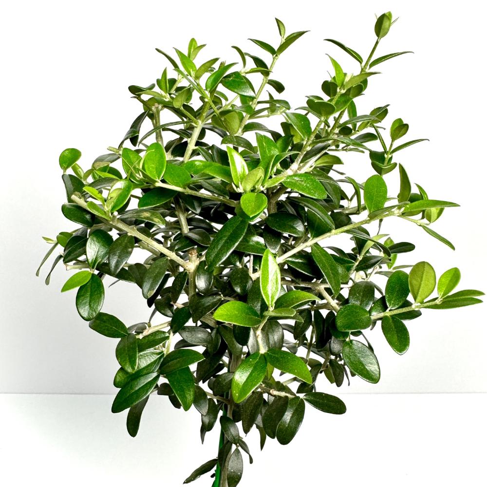 올리브나무 집에서 키우기 키우는방법