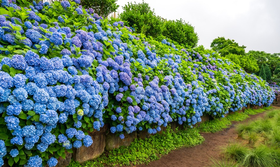 제주 마노르블랑 수국축제