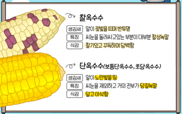 초당옥수수