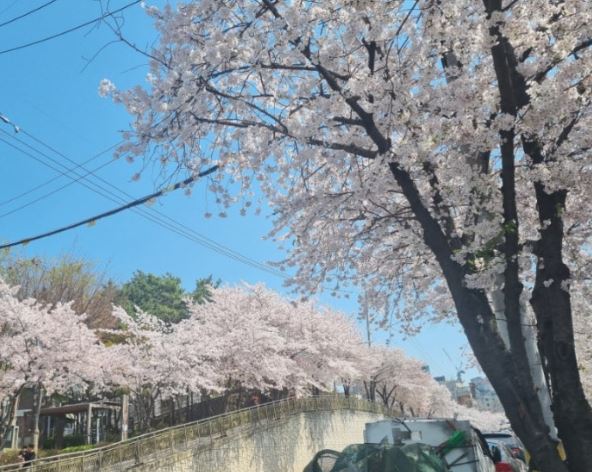 마포구 벚꽃