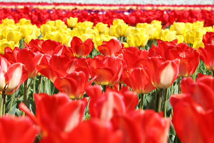 임자도 튤립축제