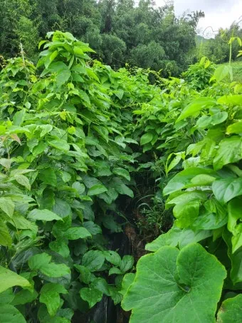 작두콩 재배 지지대 설치 덩굴 유인 건조 보관_11