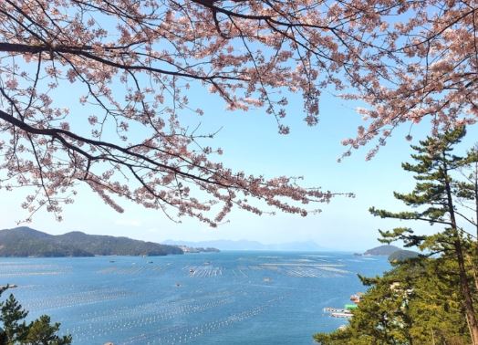 통영 벚꽃 명소