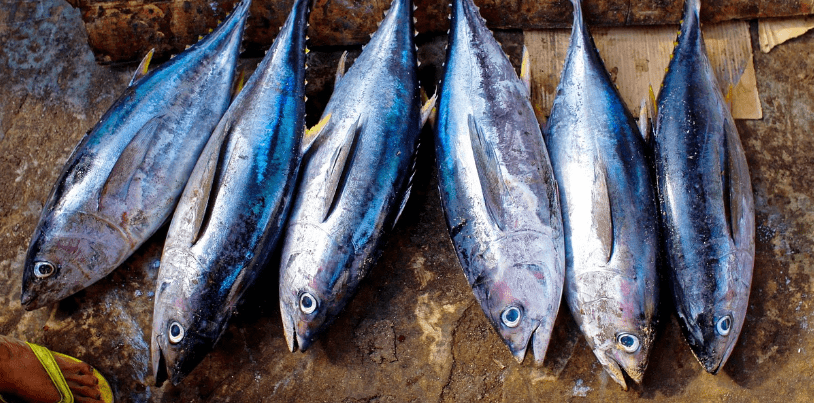 참치 여섯 마리가 놓여 있다