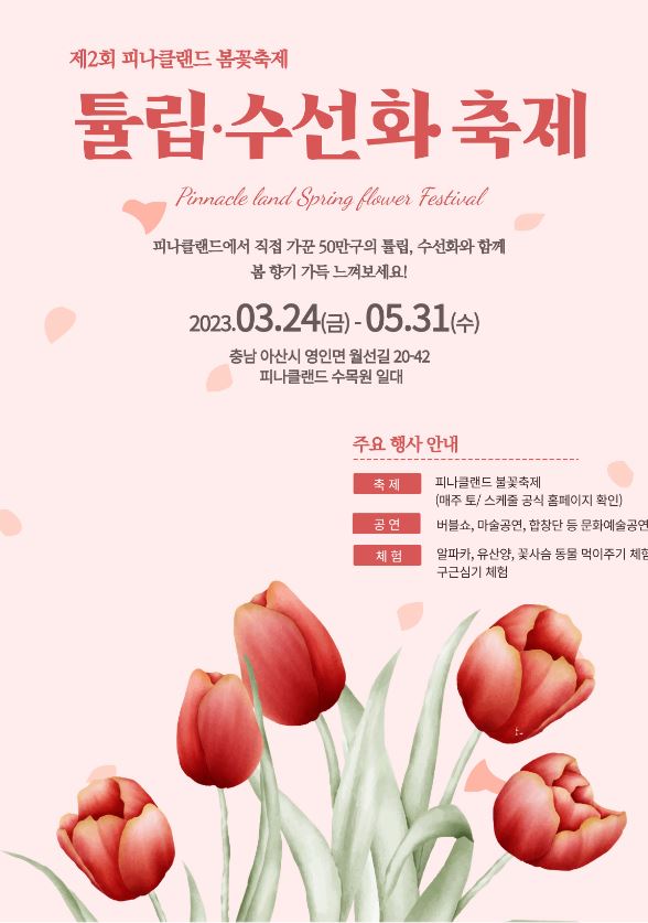 아산 피나클랜드 튤립 수선화 축제