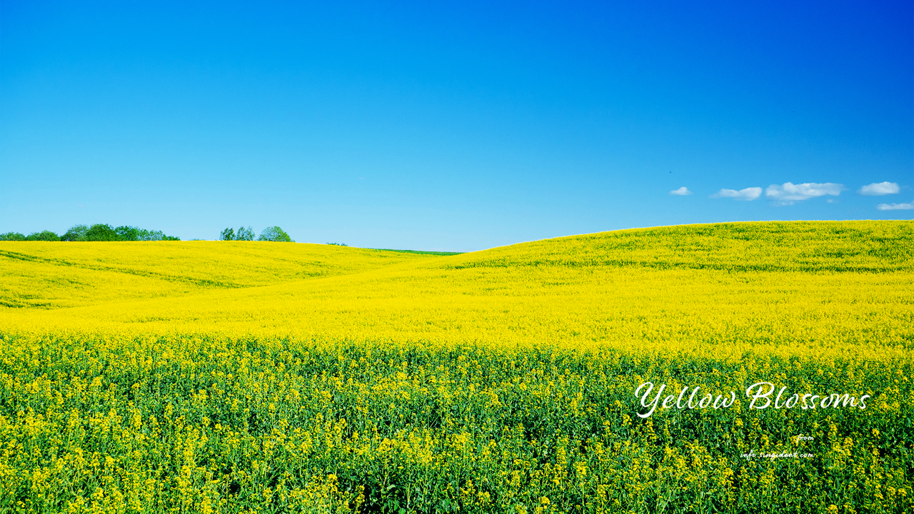 03 푸른하늘과 유채꽃밭 C - Yellow Blossoms 봄배경화면