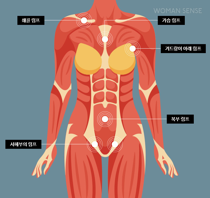 림프관