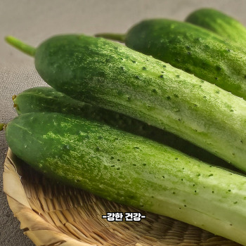 오이 효능