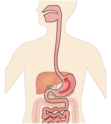 인체의 소화기계 구조를 나타난 그림
