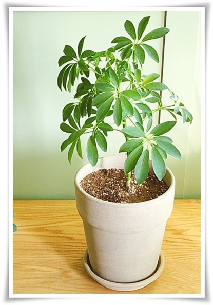 &quot;홍콩야자 키우기&quot; 실내 정원 가꾸기에 매력적인 식물!