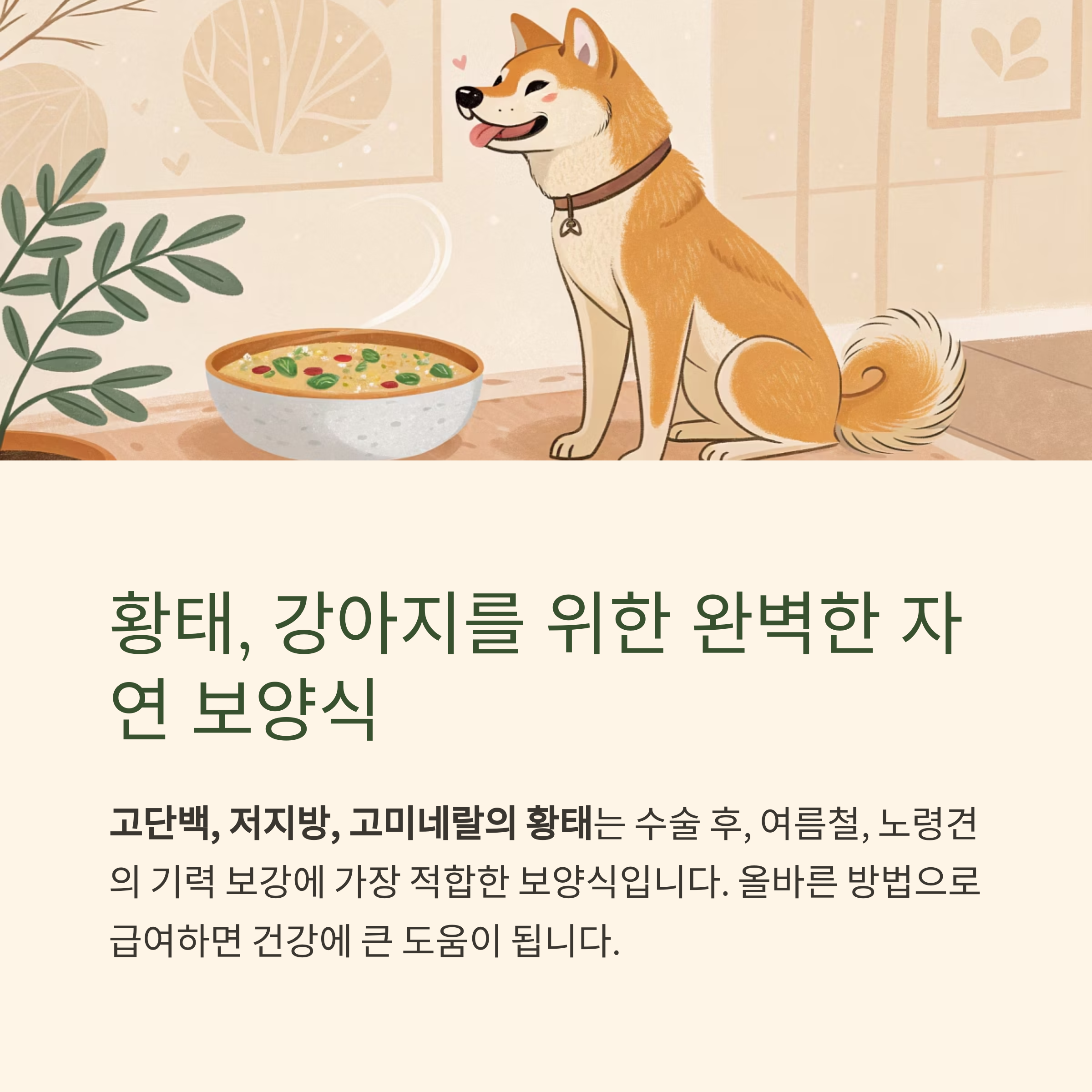 황태, 강아지를 위한 완벽한 자연 보양식