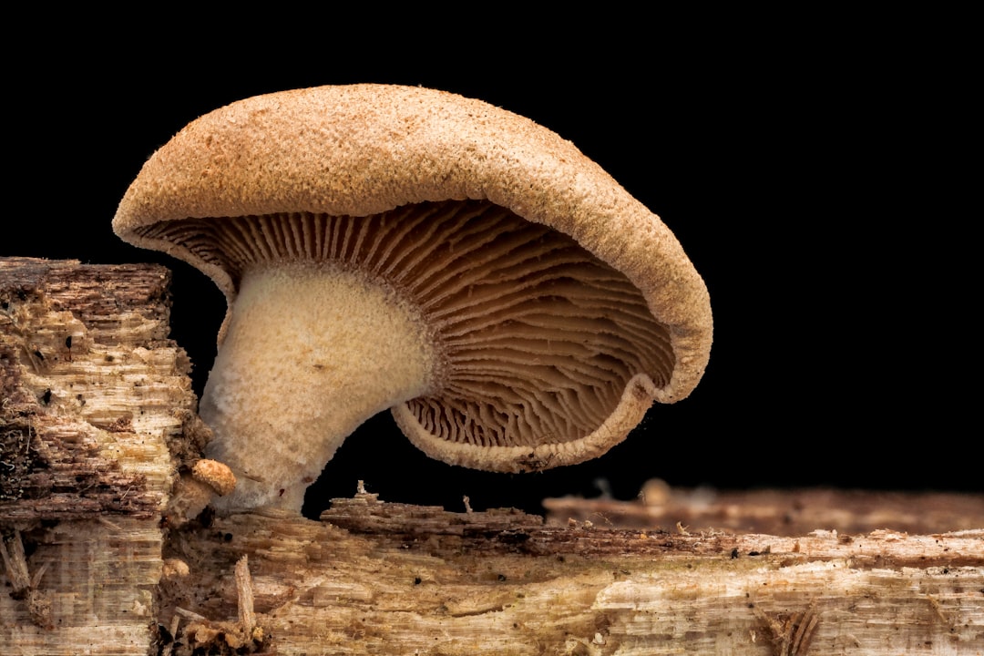 Fungus