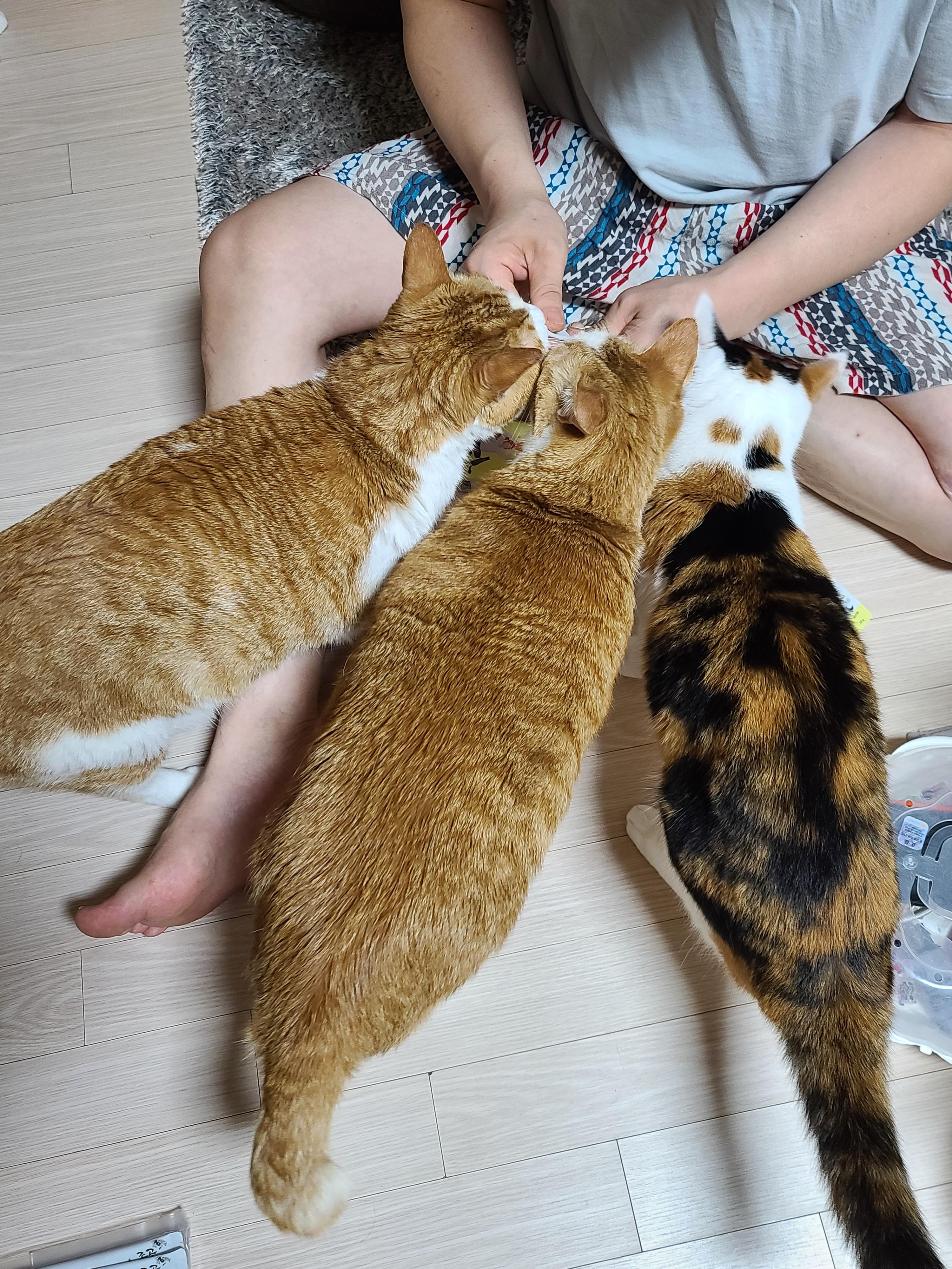 올데이 밸런스 프렌냥 먹방! 기호성 좋은 고양이 영양간식!