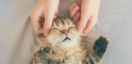 고양이