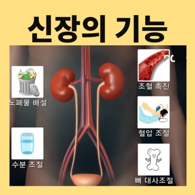 신잔의 기능