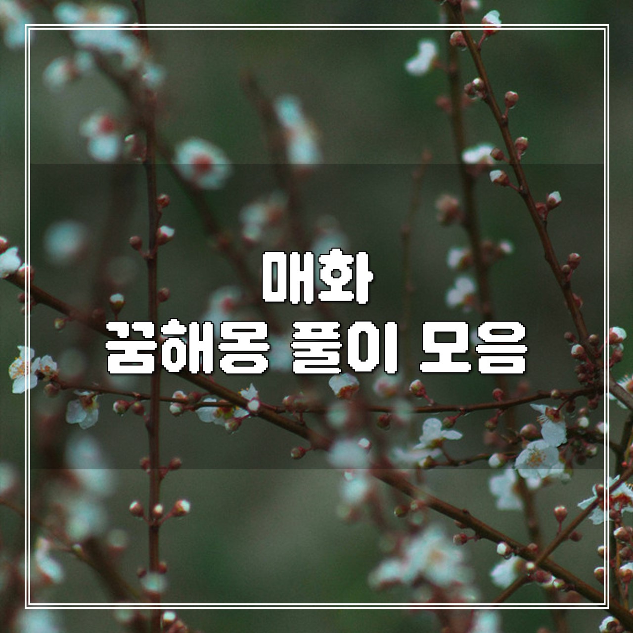매화 꿈, 꿈해몽 풀이 모음 썸네일