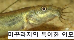 미꾸라지 특이한 외모의 물고기
