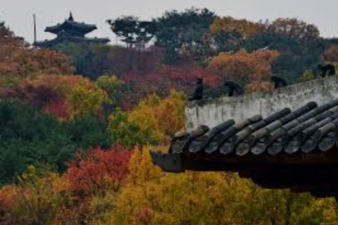 단풍시기11