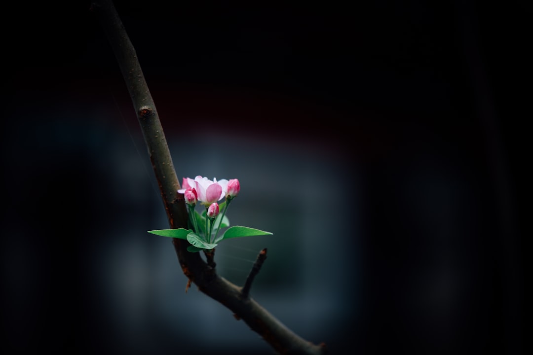 Bloom