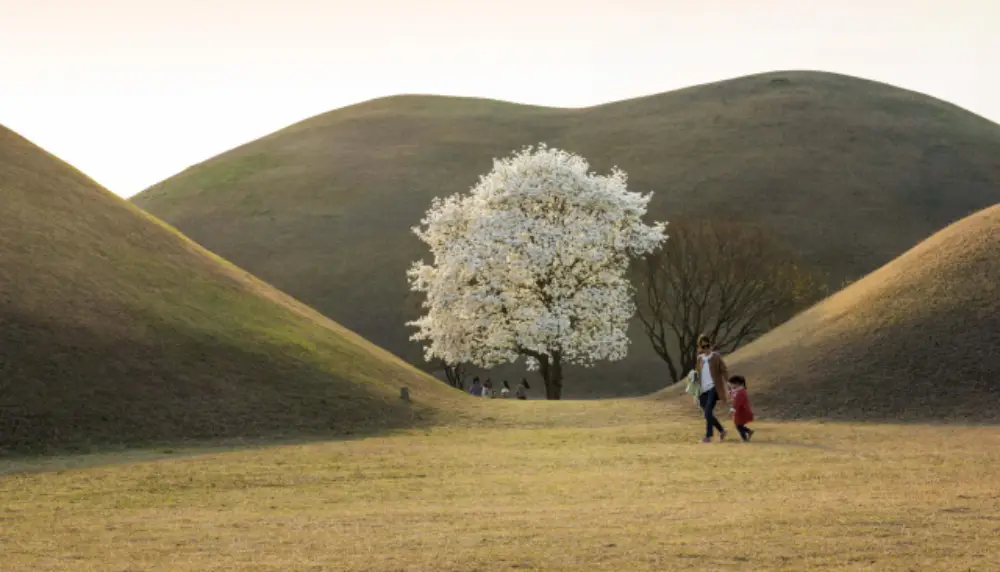 대릉원 산수유&amp;목련