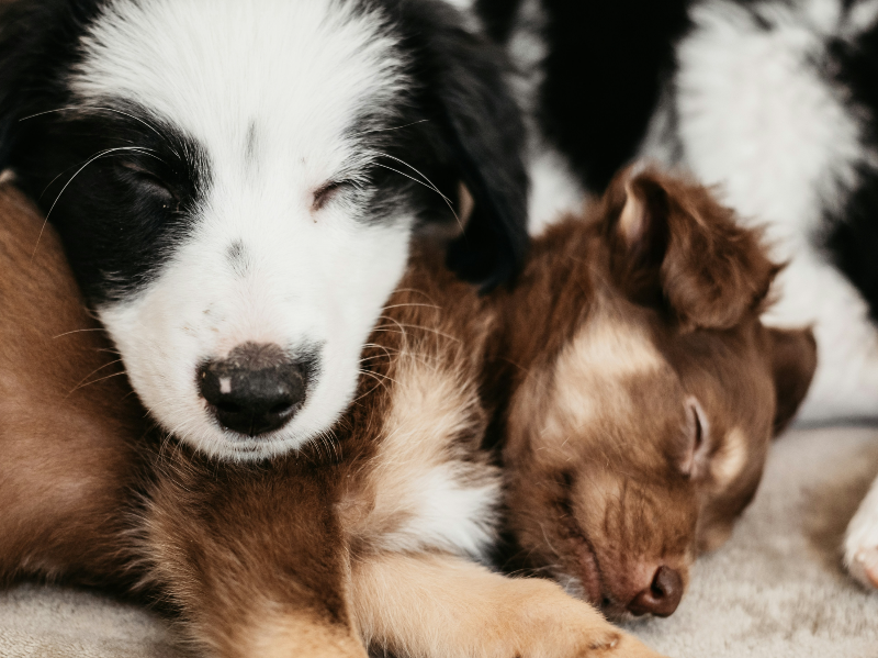 서로 기대고있는 강아지 두마리