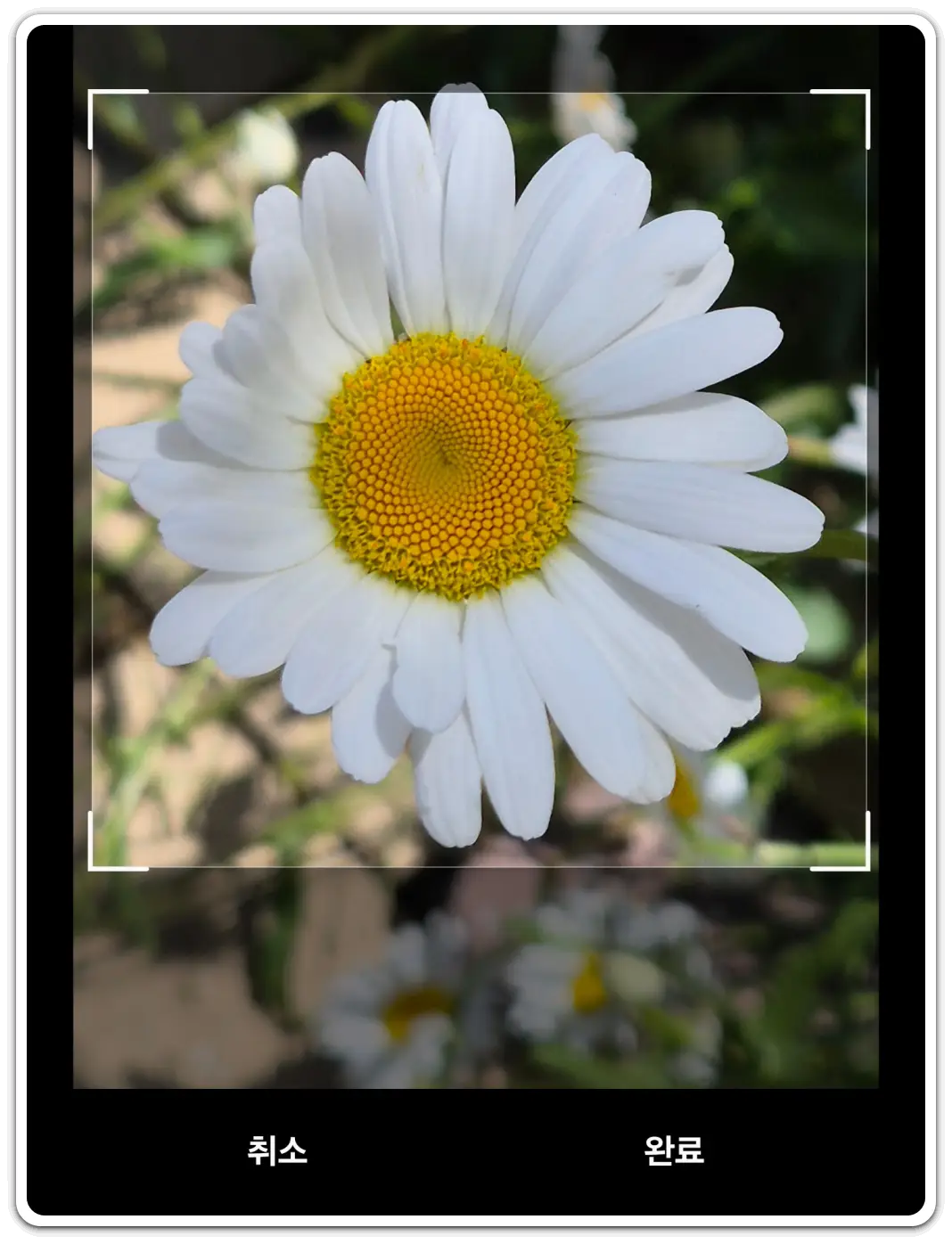 꽃-검색-꽃-사진-이름-검색-방법