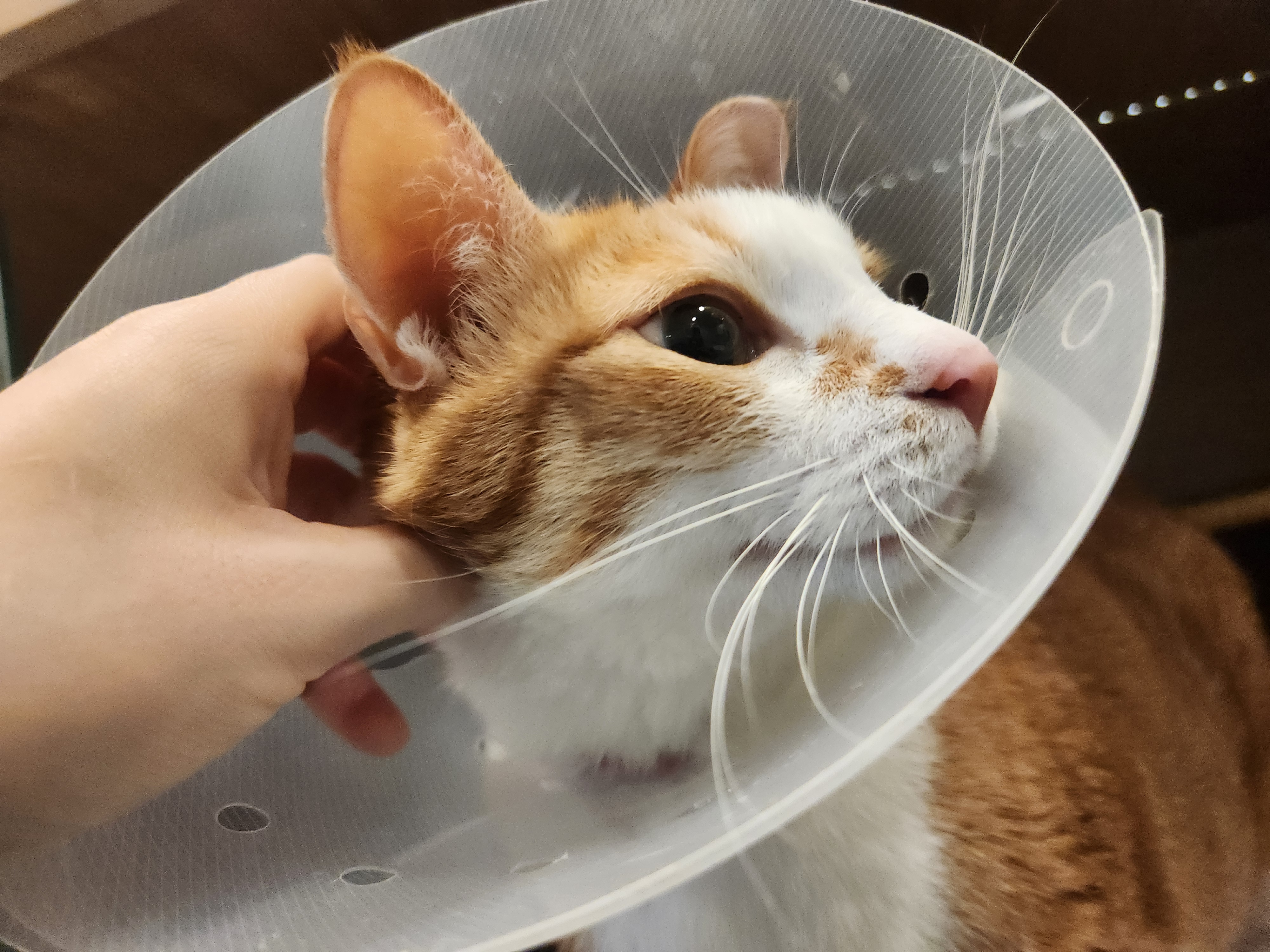 입원중인_호야_7