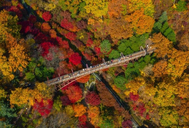 hwadam-forest-fall-foliage-viewing-ticket-reservations