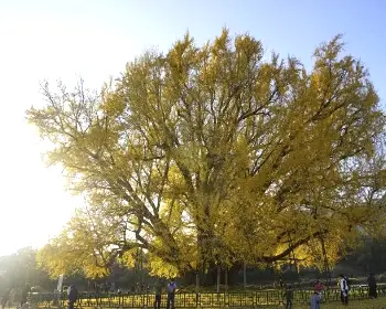 반계리 은행나무_8