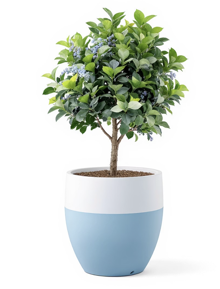 유자나무의 새 집, 흙과 화분