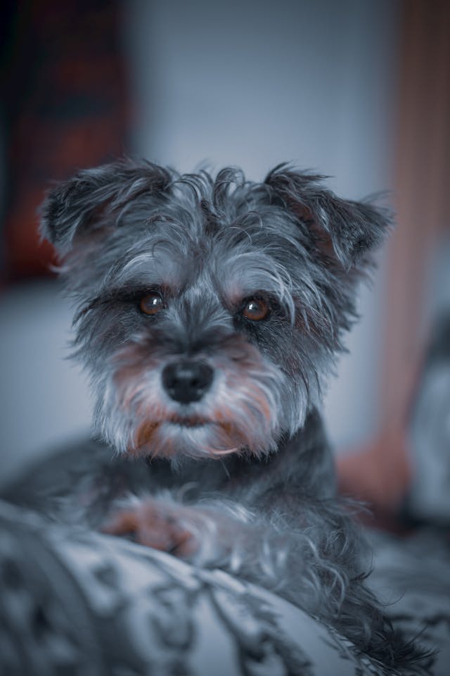 반려동물의 행동 심리와 훈련법 진짜 교감이 시작되는 순간