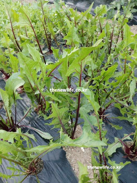 활성산소를 제거하여 세포 노화를 막아주는 안토시아닌이 풍부한 적치커리 재배 현장 사진